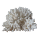 Minerals, coral