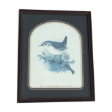 Ancient bird illustration on branch