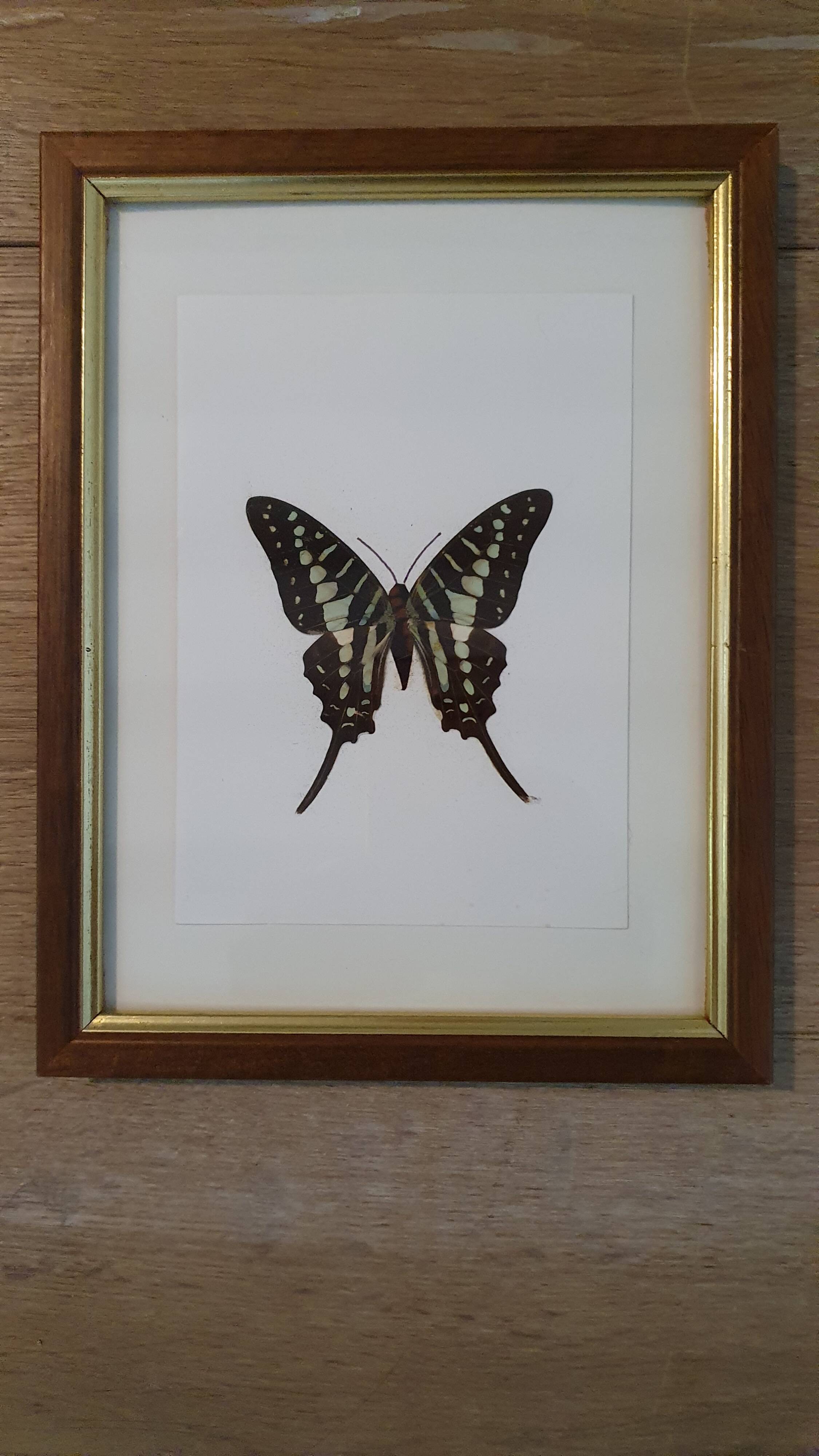 Naturalized butterfly in its old wooden frame