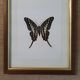 Naturalized butterfly in its old wooden frame
