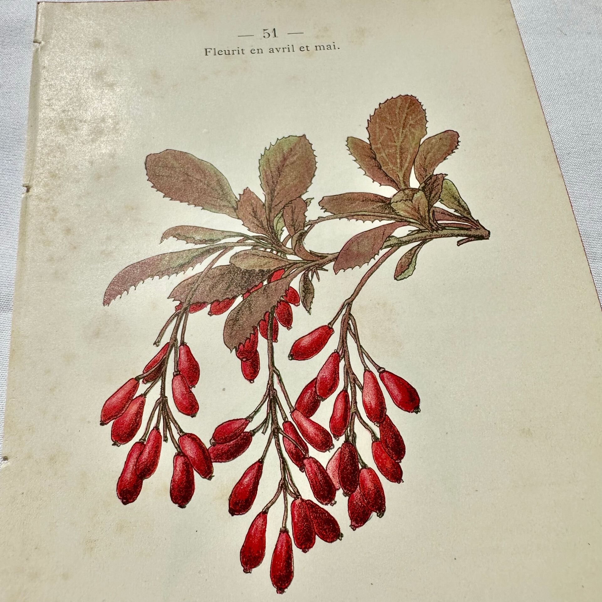 19th-century botanical engraving, double-sided, hand-coloured, plant from France.