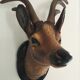 Animal deer head trophy