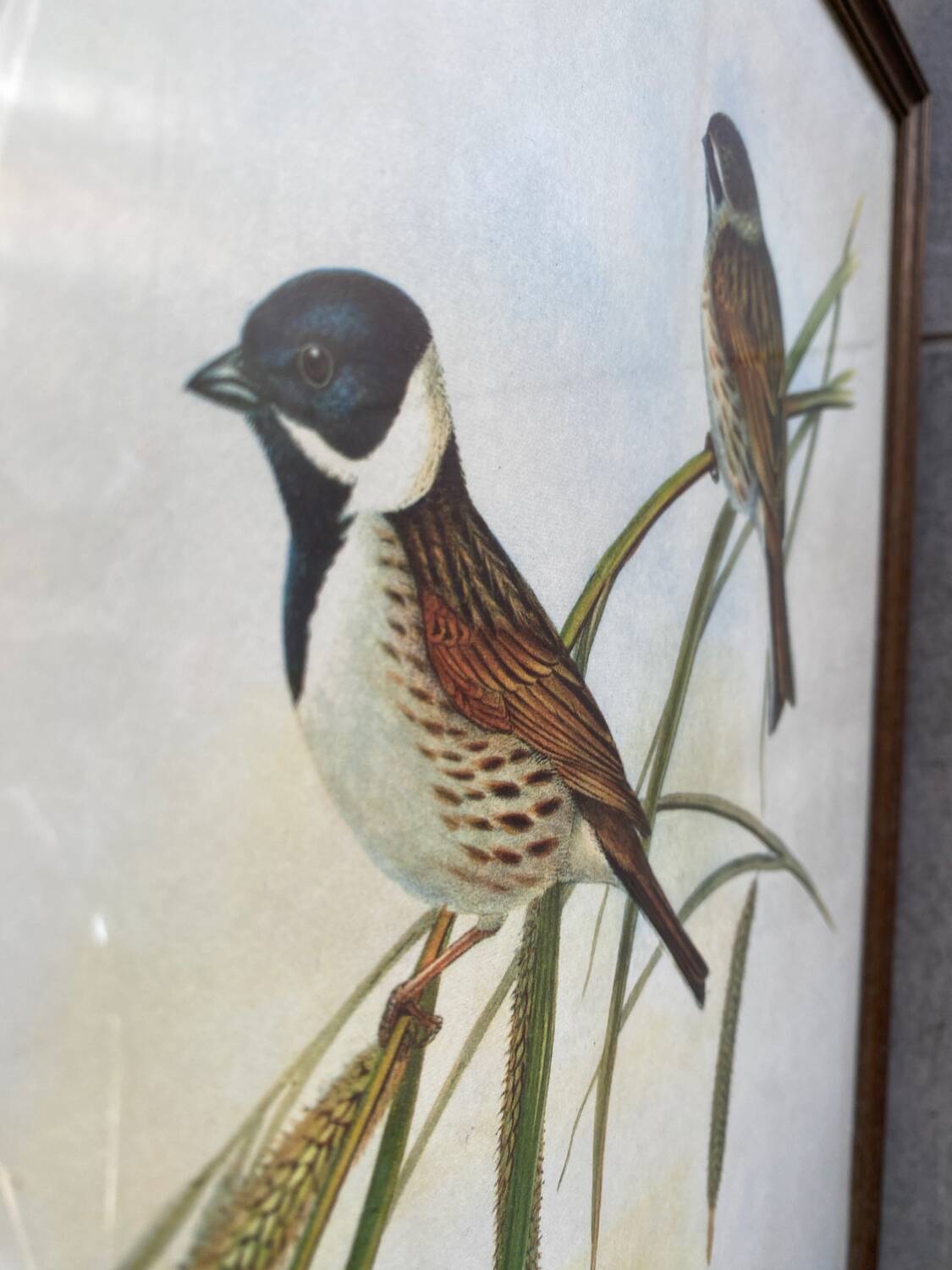 Large ornithological board