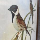 Large ornithological board