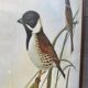 Large ornithological board