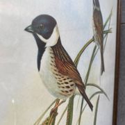 Large ornithological board