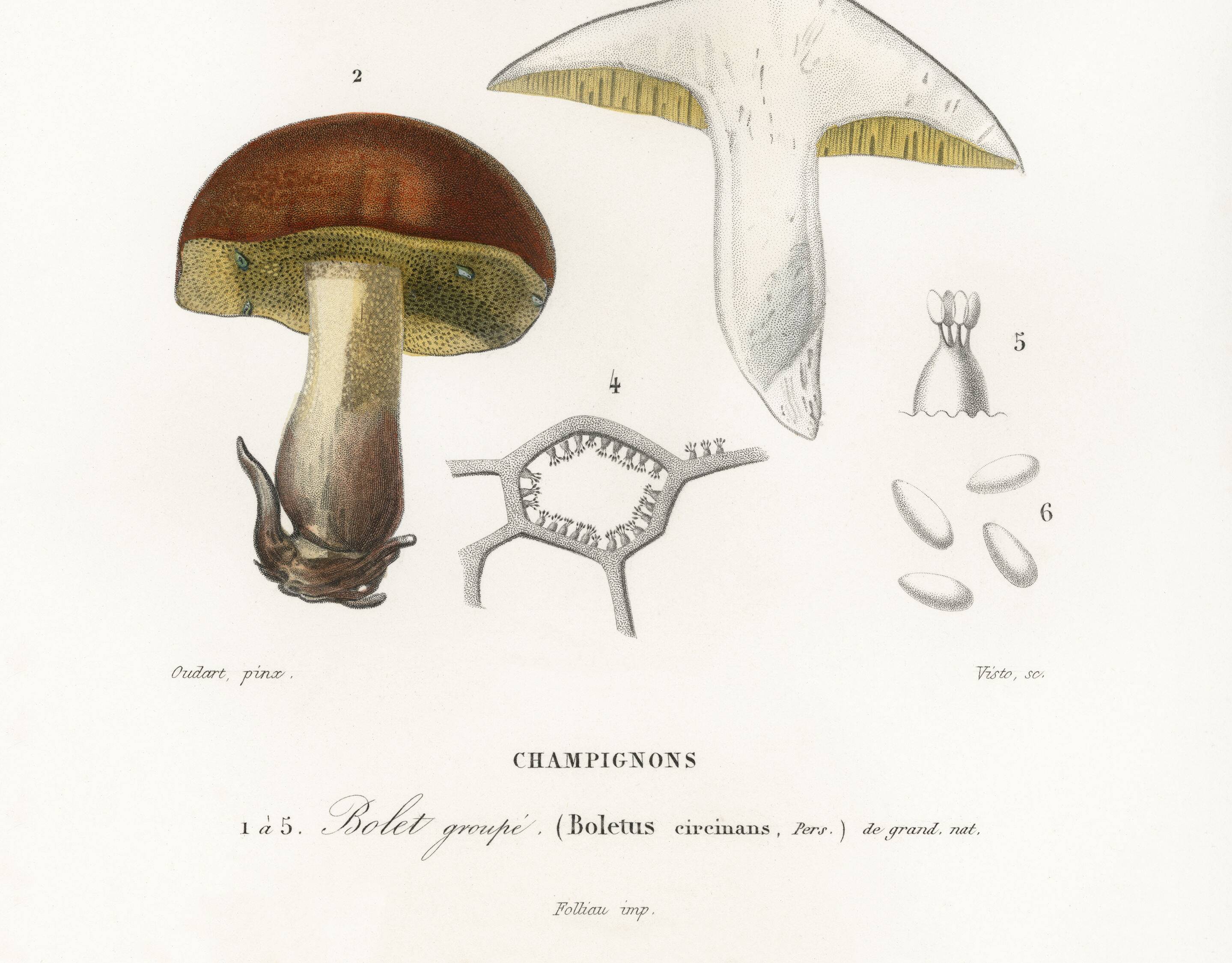 Poster about the boletus mushroom, based on an old engraving from 1849.