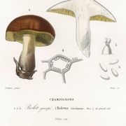 Affiche sur le bolet, d’après une gravure ancienne de 1849.