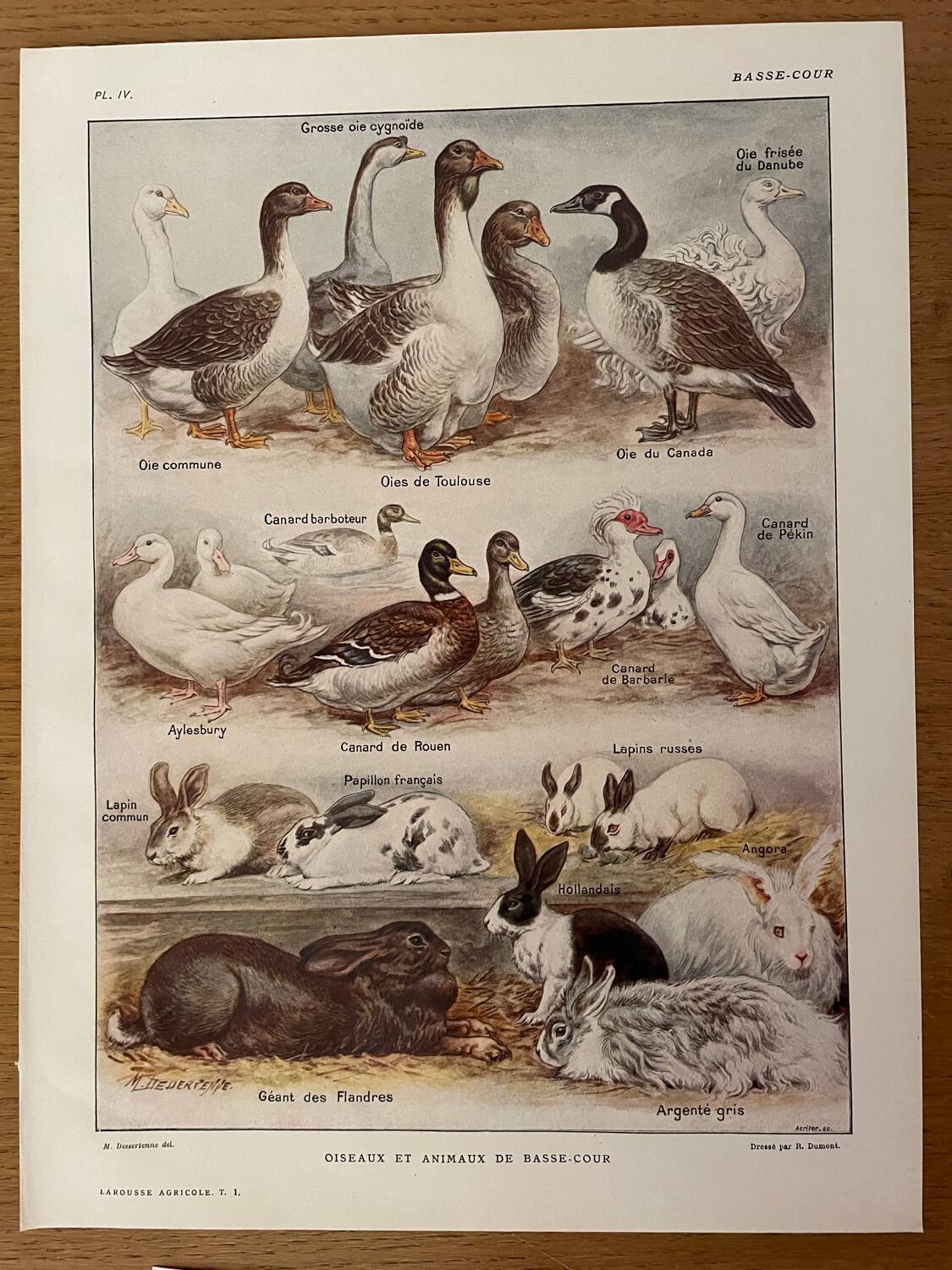 Reserved Zuzana - Set of 4 lithos on birds