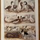 Reserved Zuzana - Set of 4 lithos on birds