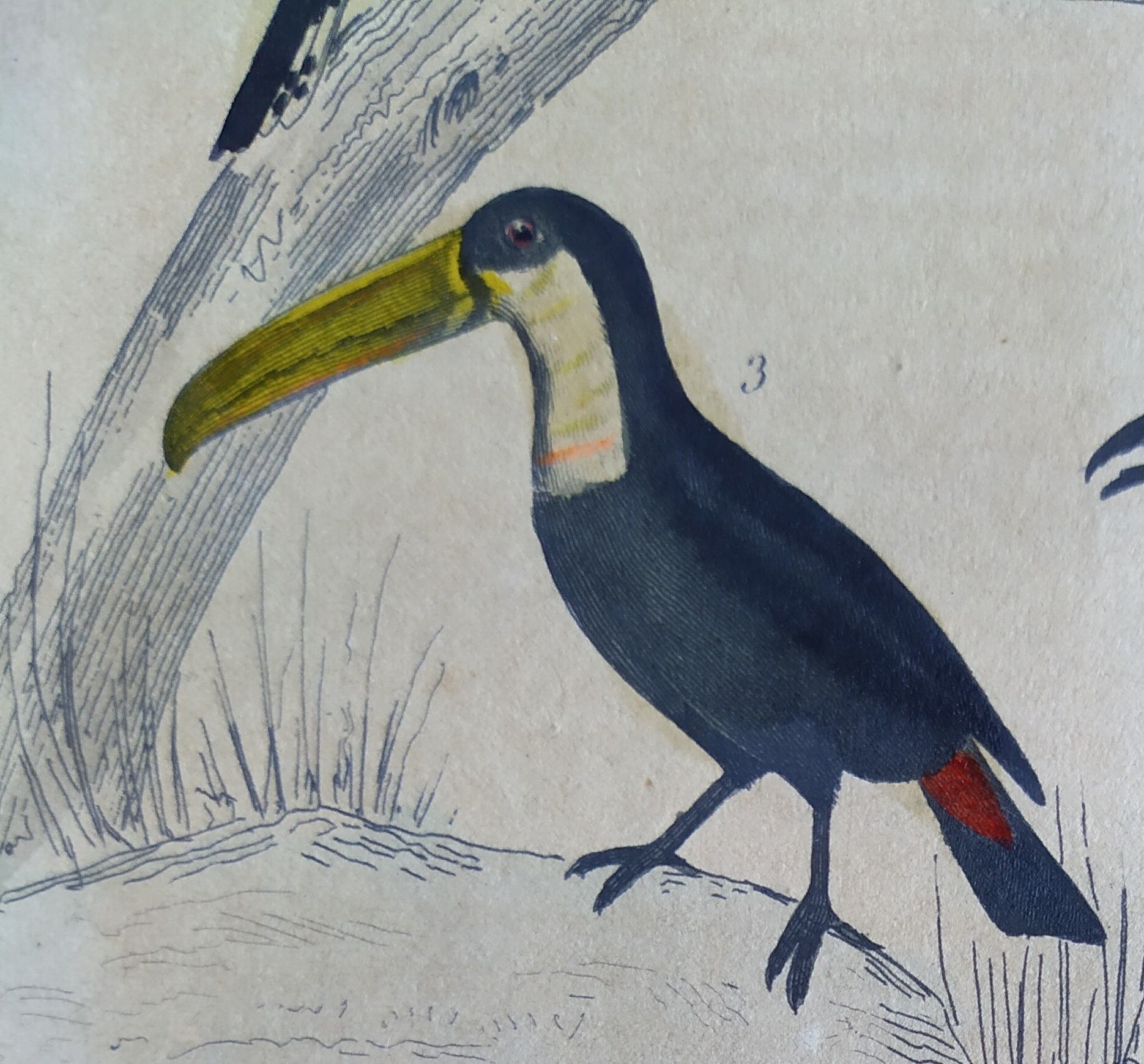 Original ornithological plate " Pic grand épeiche - Torcol - &c... Buffon (1837)