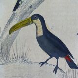 Original ornithological plate " Pic grand épeiche - Torcol - &c... Buffon (1837)