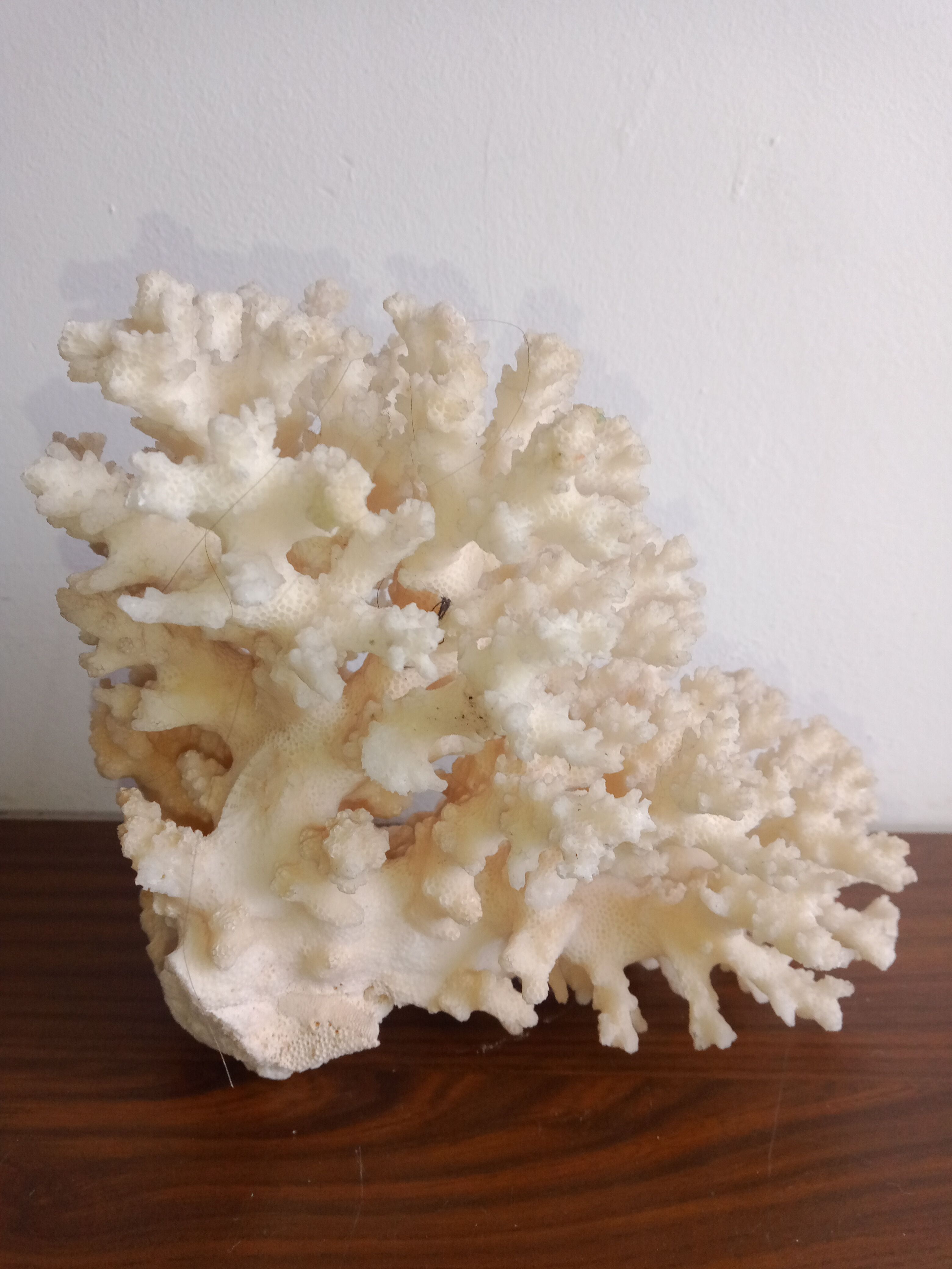 White coral