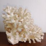 Corail blanc