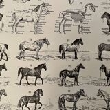 Lithograph on horses - 1900