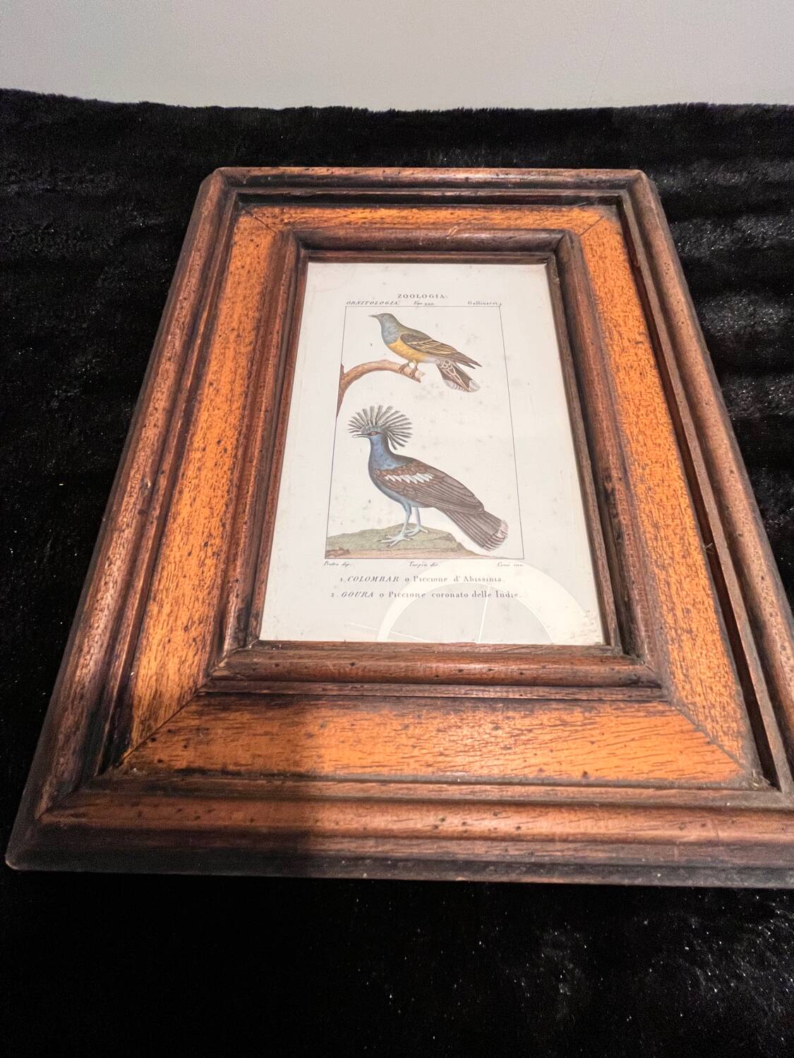 Ornithological engraving