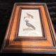 Ornithological engraving