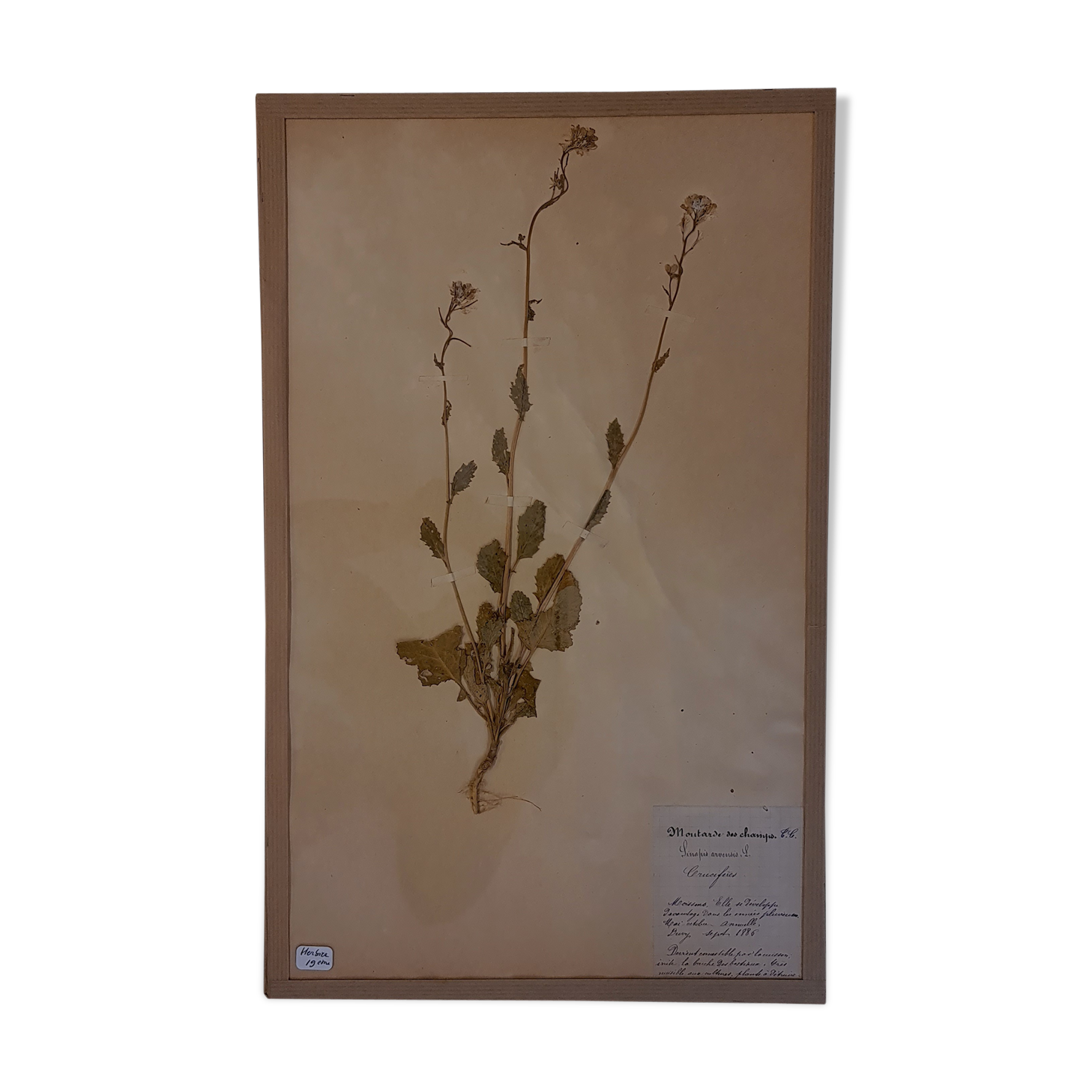 19th herbarium plank