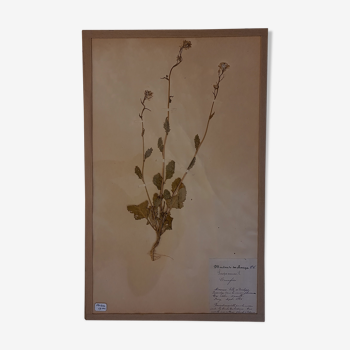 19th herbarium plank