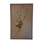 19th herbarium plank