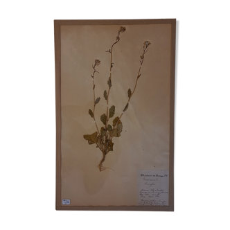 Planche d'herbier 19ème
