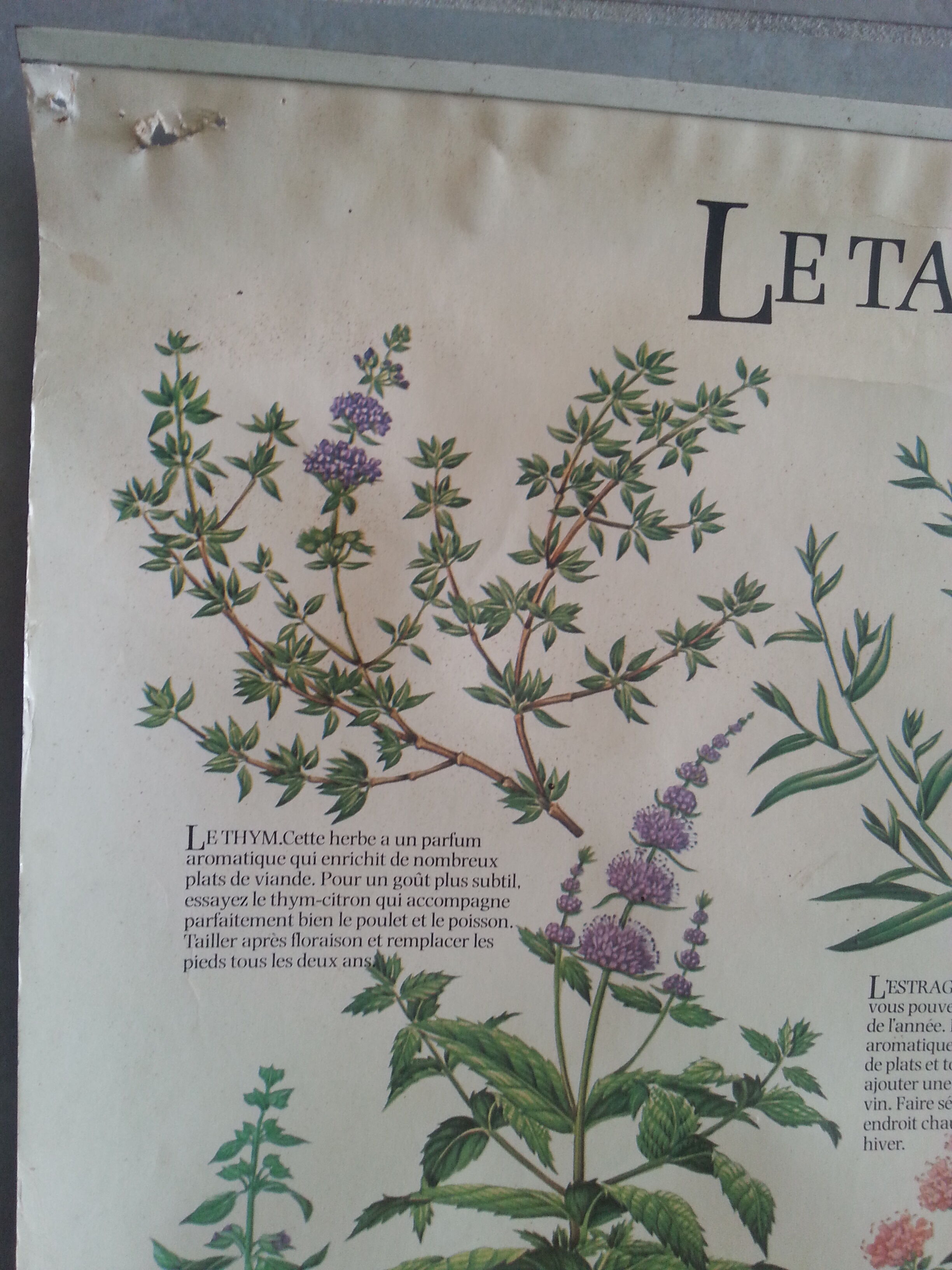 1978 botanical vintage poster