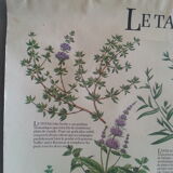 1978 botanical vintage poster