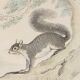 Original zoological plank " sarigues - gerboise - little grey " buffon 1838
