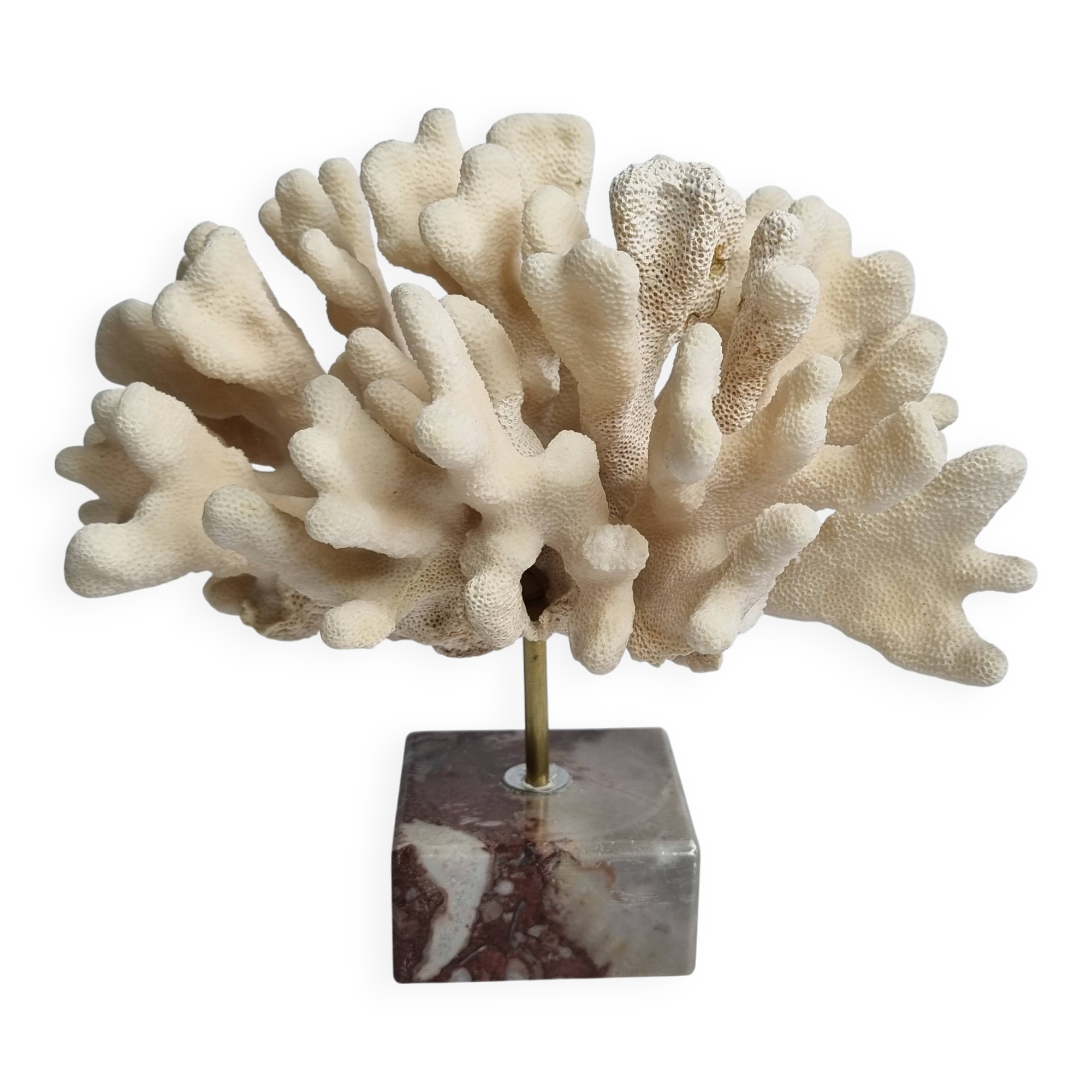Antique White Coral on Marble Base, Height 18 cm