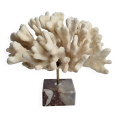 Antique White Coral on Marble Base, Height 18 cm