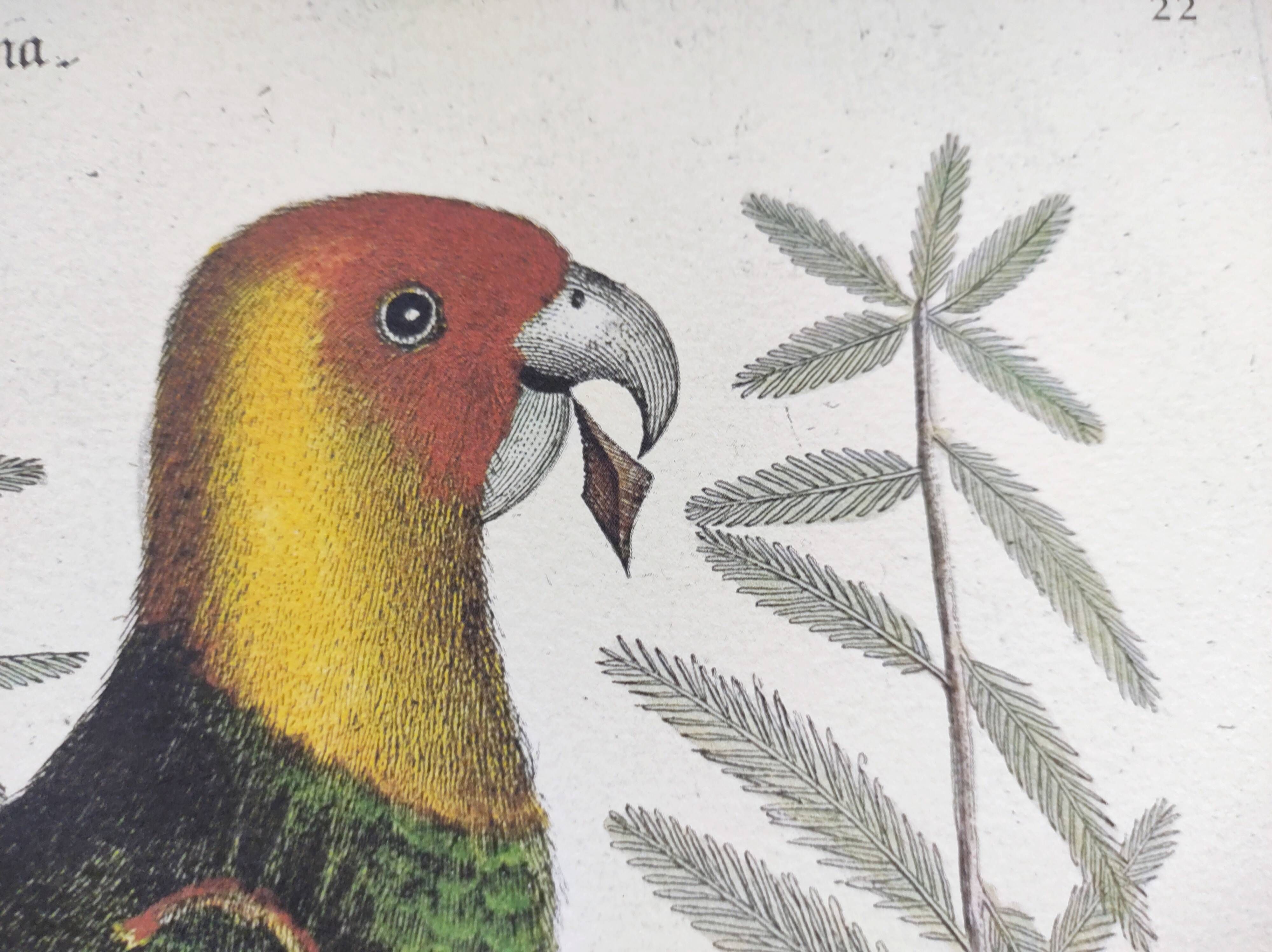 Old bird engraving -Carolina Parrot- Zoological plate by Seligmann & Catesby. 1973