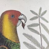 Old bird engraving -Carolina Parrot- Zoological plate by Seligmann & Catesby. 1973