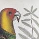 Old bird engraving -Carolina Parrot- Zoological plate by Seligmann & Catesby. 1973