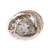 Empty abalone shell pocket, 70s