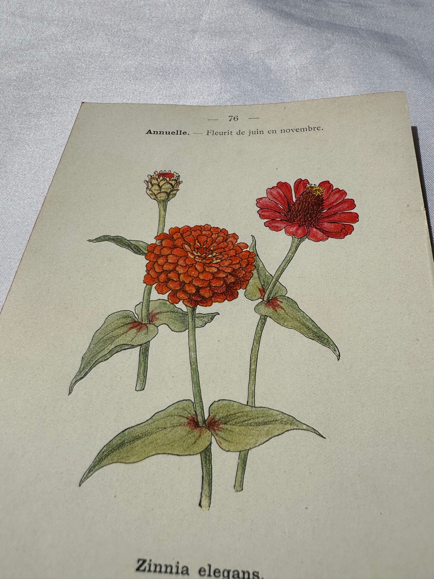 Planche Botanique Gravure naturaliste ancienne 19eme recto verso