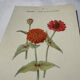 Planche Botanique Gravure naturaliste ancienne 19eme recto verso