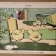 Old humorous satirical illustration of animals (chicks) - 1930