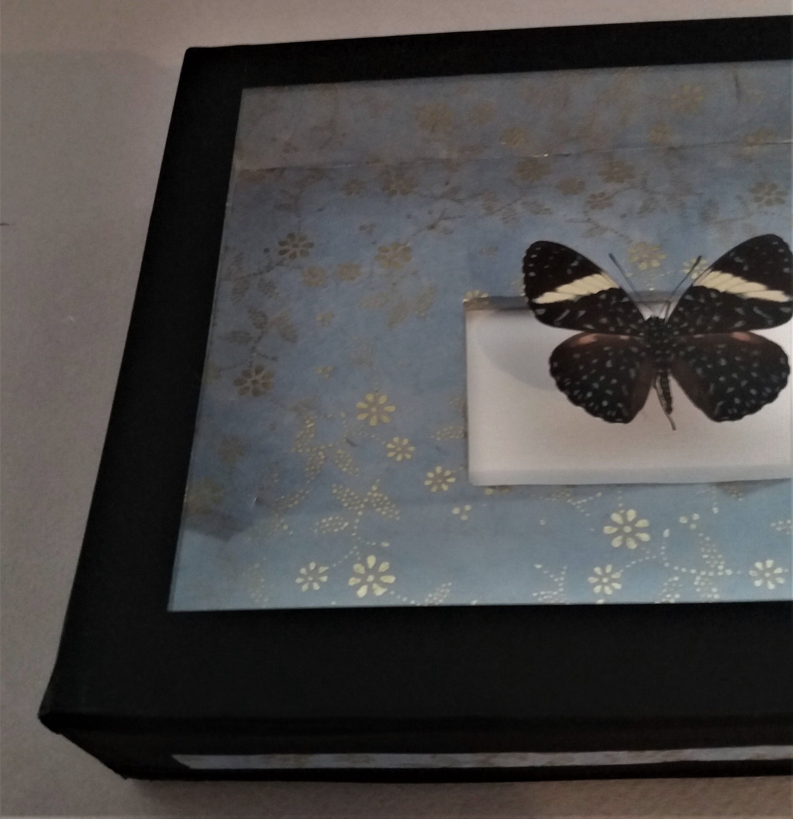 Entomology frame with butterfly hamadryas laodamia