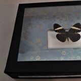 Entomology frame with butterfly hamadryas laodamia