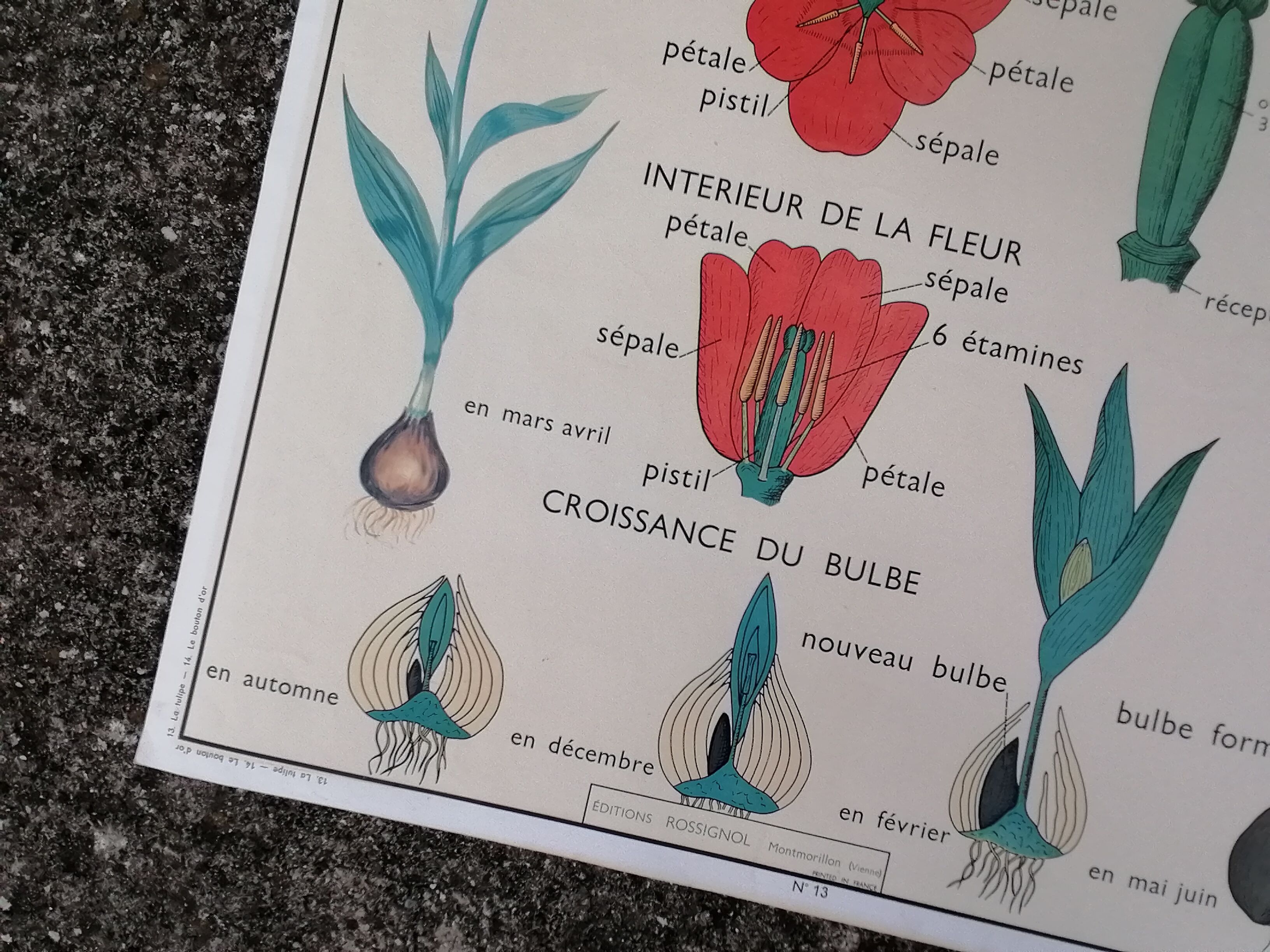 Vintage rossignol school educational poster - the tulip and the golden button