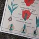 Vintage rossignol school educational poster - the tulip and the golden button
