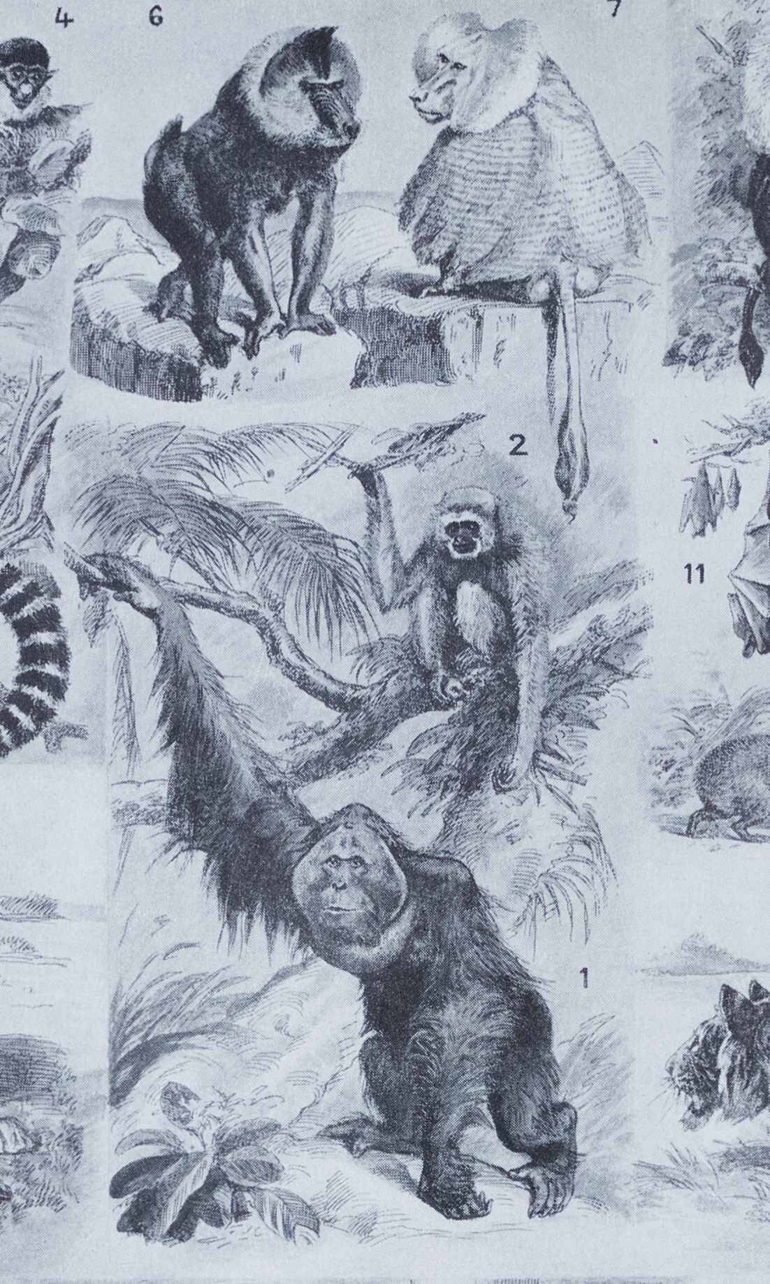 Original plate from 1930: exotic and wild mammals, biodiversity