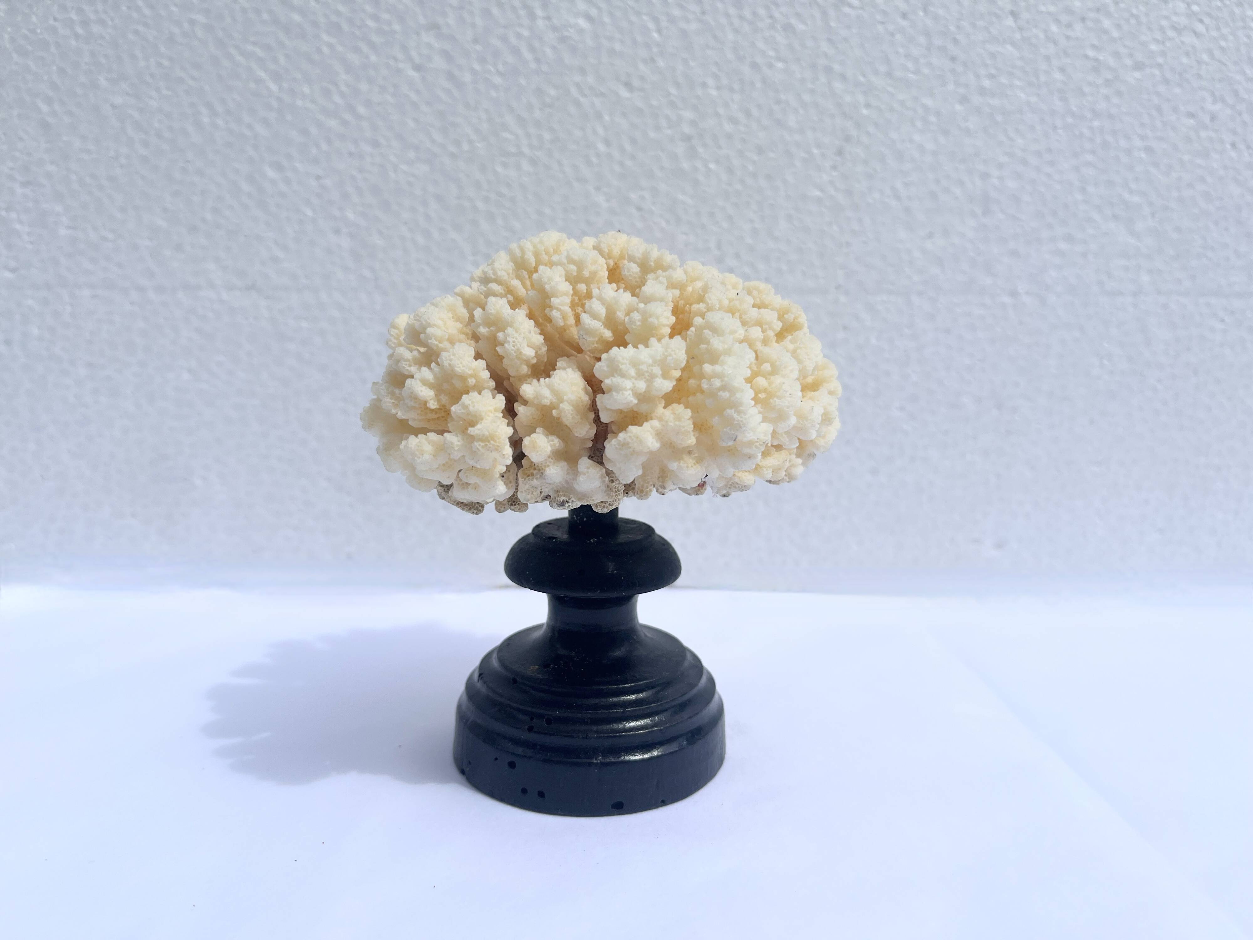 Natural white coral on wooden base turned Napoleon III 19th century cabinet of curiosities