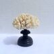 Natural white coral on wooden base turned Napoleon III 19th century cabinet of curiosities