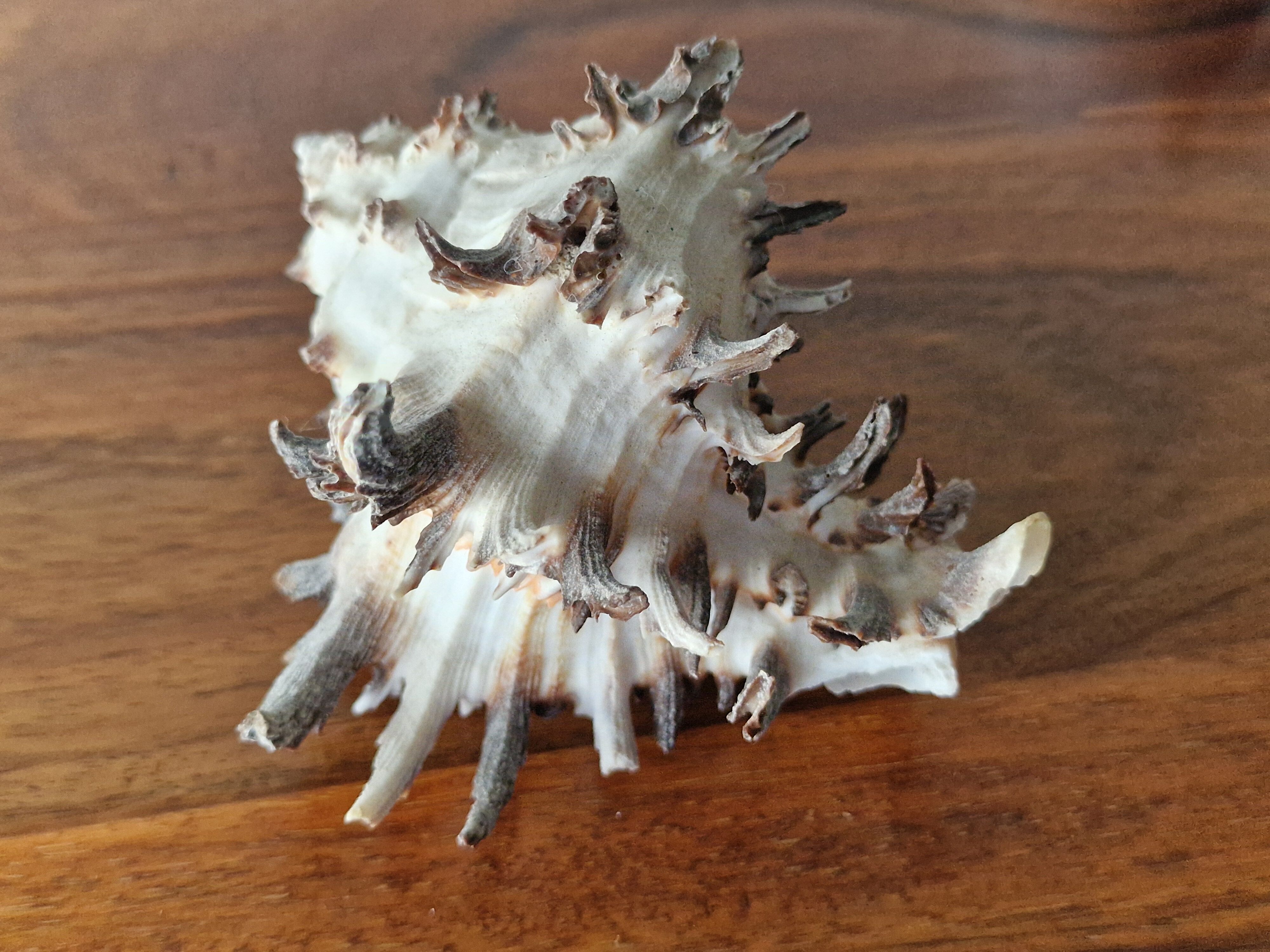 Ancient shell collection