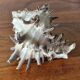 Ancient shell collection