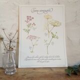 Affiche botanique tisane