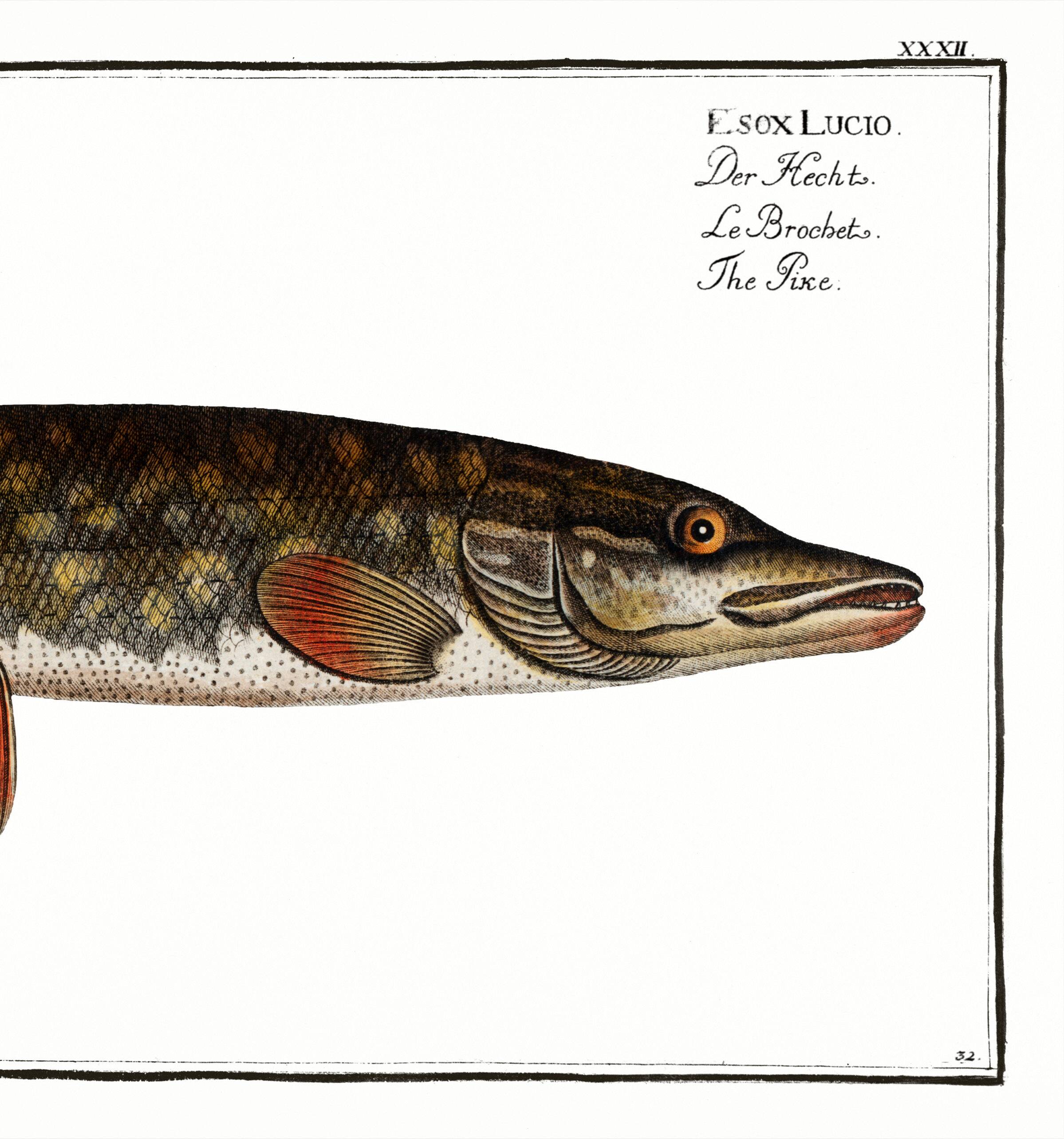 Poster about pike, based on an old engraving from 1746.