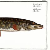 Poster about pike, based on an old engraving from 1746.
