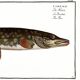 Poster about pike, based on an old engraving from 1746.